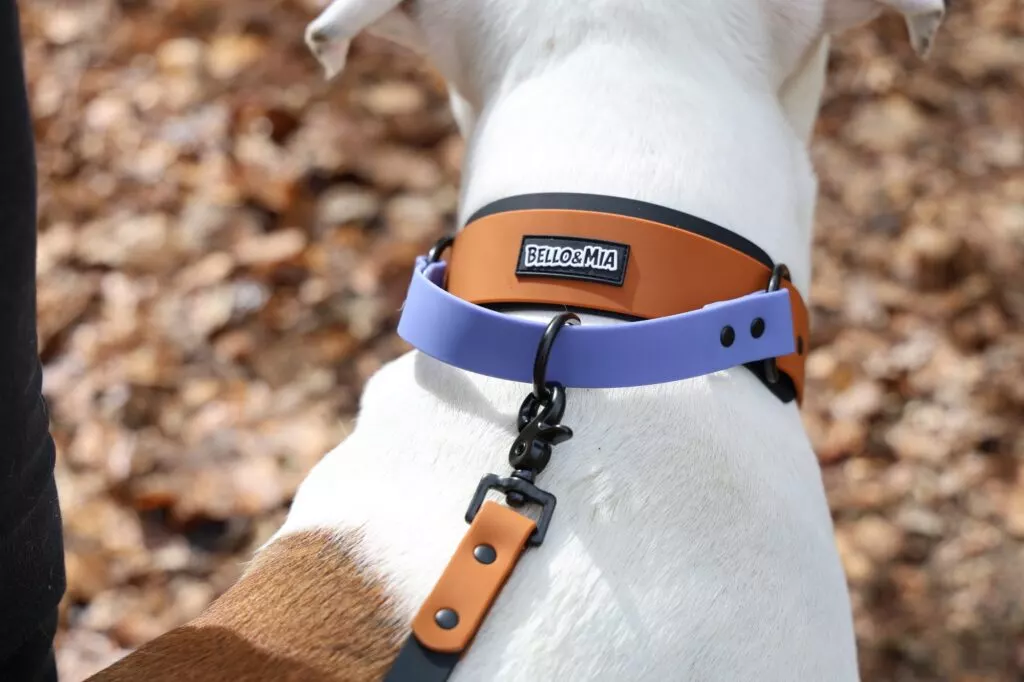 WTRX Flex Halsband L in Terrain Clay (Cognac, Lila, Schwarz), am Hund von hinten, Blick auf Verschluss