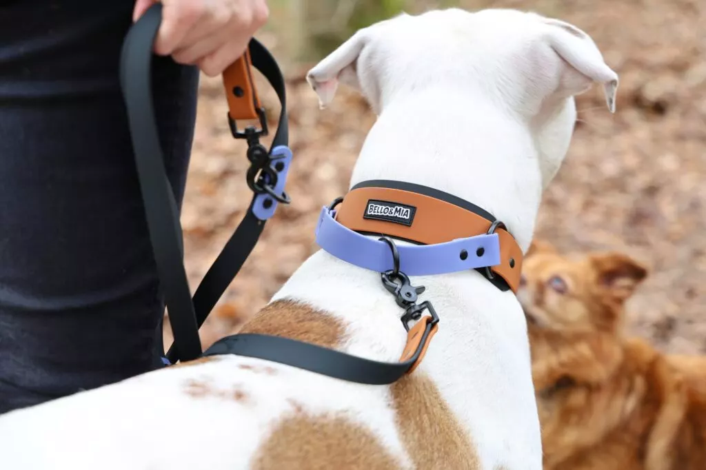 WTRX Flex Halsband M in Terrain Clay (Cognac, Lila, Schwarz), am Hund im Einsatz, mit passender Leine