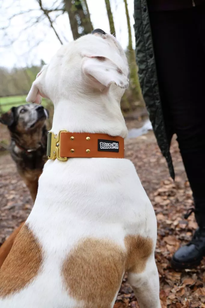 WTRX Hybrid Halsband L in Moss Clay (Cognac mit Khaki), am Hund im Profil