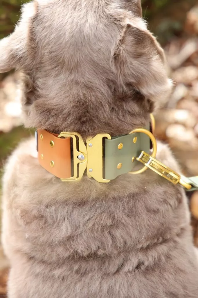 WTRX Hybrid Halsband L in Moss Clay (Cognac mit Khaki), Nahaufnahme am langhaarigen Hund
